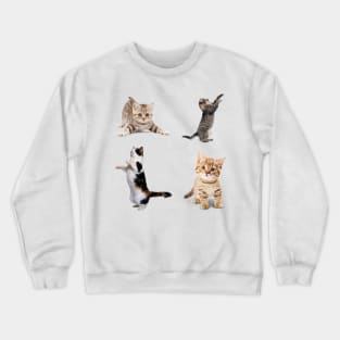 Awesome kitten cat love - cat lover pack Crewneck Sweatshirt